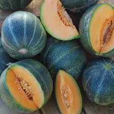 Petit Gris de Rennes Melon French heirloom 10 se...